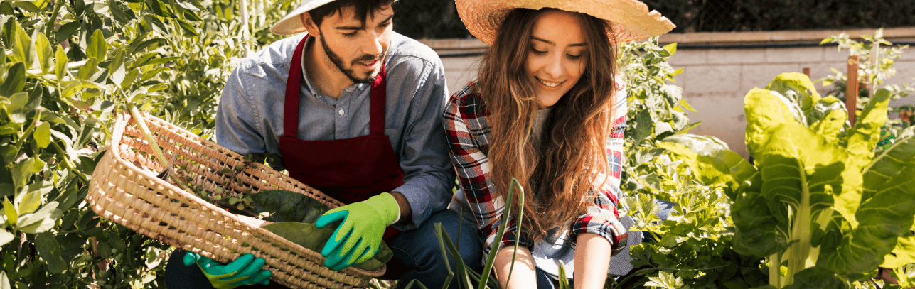 Közösségi kertészkedés